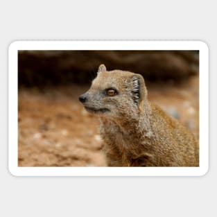 Yellow Mongoose Sticker